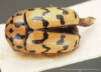 Media type: image; Entomology 20039   Aspect: habitus dorsal view